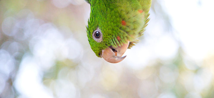Zelený papagáj