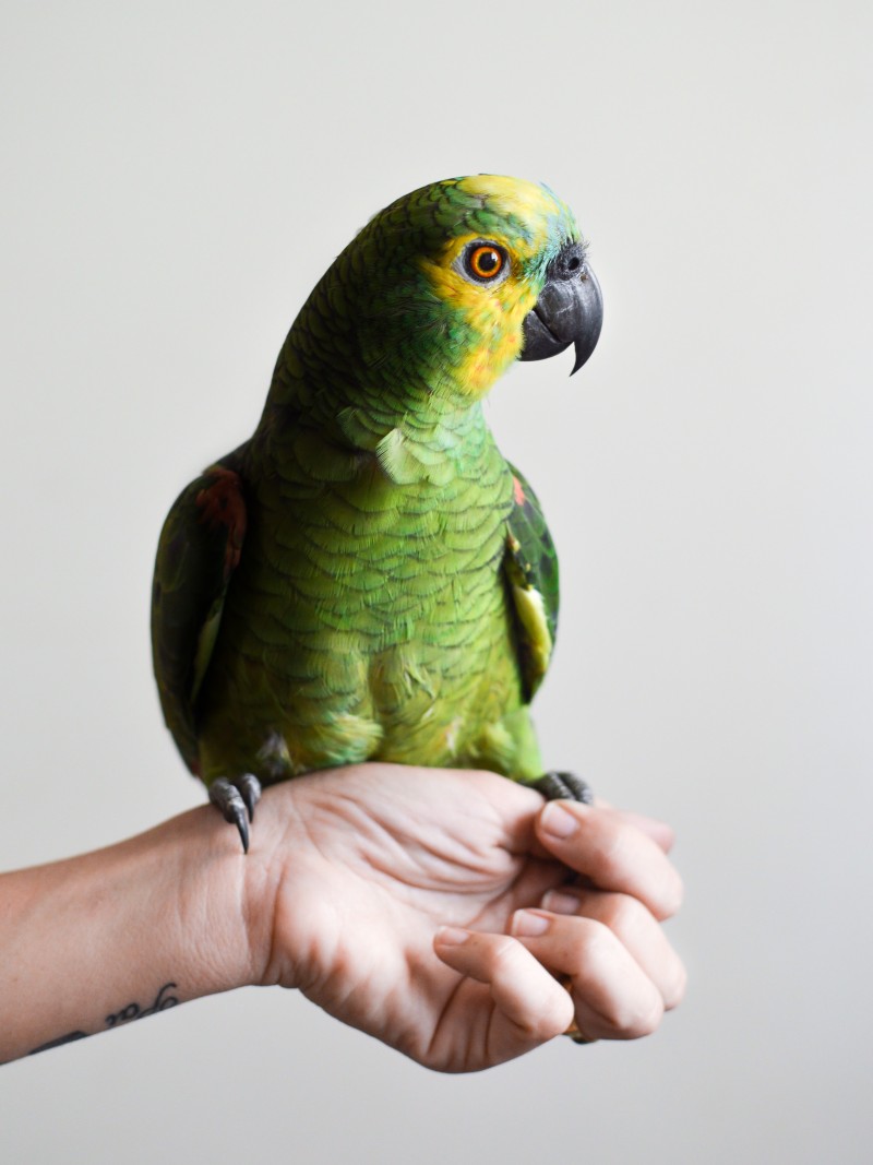 Amazonský papagáj