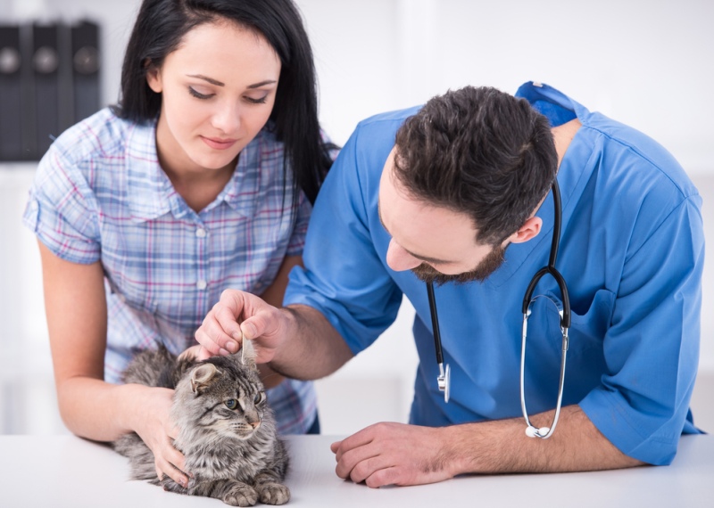 Mačka u veterinára